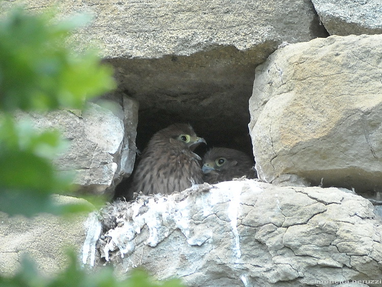 Falco tinnunculus / Gheppio